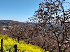 菜の花は見頃で快晴に冴える。桜の蕾は大きく膨らみ、開花直前だ。