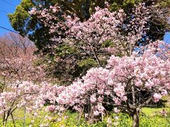 桜まつり会場の斜面を駅に向かって下ると、なかには五分咲きくらいに咲き誇る桜木もあった。やはり満開の時期に鑑賞したいがなかなかタイミングを合わせるのはたいへんだ。
