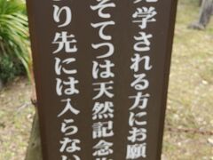 踊り子温泉会館のすぐ隣には、天然記念物のオオソテツがあるというので、見ておくことにします。