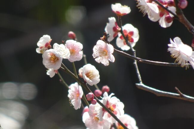 梅めぐり 大倉山公園梅林 ３８種 ２０２２ 神奈川県の旅行記 ブログ By Takeおじさん フォートラベル