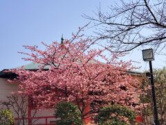 続いて、龍眼寺。立派な河津桜の大木。