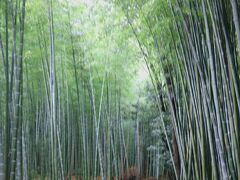 嵐山 竹林の小径