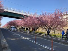 三浦海岸桜まつり