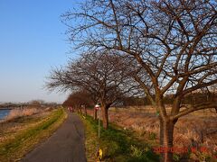 桜並木出た～っ！！