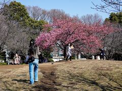 公園の真ん中に一本だけある河津桜