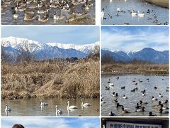 安曇野市の御宝田遊水池での越冬中の渡り鳥、白鳥とカモ達。
今年は白鳥の飛来数が少ないそうです。
また昨年の水害のため白鳥が過ごす池が少なくなって可哀想でした。