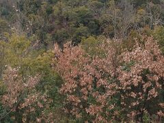 この角度からは犬山城
犬山モンキーパークと遊園地も見えます。