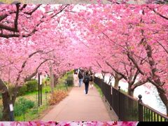 河津桜[https://www.kawazu-onsen.com/sakura/]を見ます。
桜まつりはすでに終わっていましたが、満開の桜が見られました。
川沿いの遊歩道は桜のトンネルのようです。
花の色はソメイヨシノとは異なりピンク色が濃いこともあり、目立ちます。見事なものです。