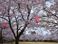 公園のさらに北側には「小竹薮広場」があり、中央の芝生広場を取り囲むように、たくさんの桜が咲き誇っています。