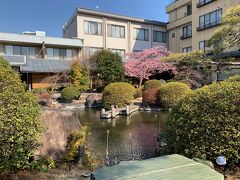 宿泊はお風呂が広いサンバレー伊豆長岡さん。ちょうどお庭の河津桜が見頃でした。