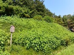 「忍城址公園」の駐車場も無料でした。
埼玉北部はどこも太っ腹でイイね！

映画の舞台にもなった「忍城」ですが
堀や川の多くは埋め立てられているようです。
緑の繁る土手は本丸の西側の土塁だったところ。