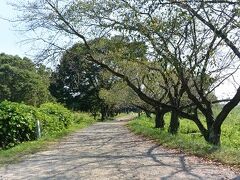 田んぼアートを満喫したあとは車で移動をして「さきたま古墳公園」へ。
「さきたま古墳公園」の駐車場も無料！
このときの旅では駐車場料金はいっさいかかりませんでした。
ありがたいです、埼玉県！


最初に向かったのは「丸墓山古墳」
この道は石田三成が忍城攻めをしたときに作った石田堤の一部なんだそうです。
