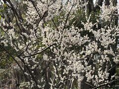 鶴舞公園に自転車で行った
梅が白いの咲いていた