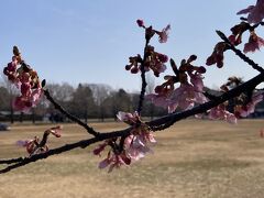 ここは八重桜なども植えられているが、桜も一部開花していた。