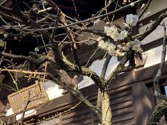 境内の梅の花
佐倉市中心部も寺院を中心に、結構、梅の花の綺麗な所がありました。ここをさいごに京成の駅へ。

