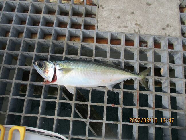 豊浜釣り桟橋3月ウミタナゴとボラの群れが交差 4月は寒い 内海 南知多 愛知県 の旅行記 ブログ By さいちゃんさん フォートラベル 豊浜釣り桟橋3月ウミタナゴとボラの群れが交差 4月は寒い 内海 南知多 愛知県 の旅行記 ブログ By さいちゃんさん フォートラベル