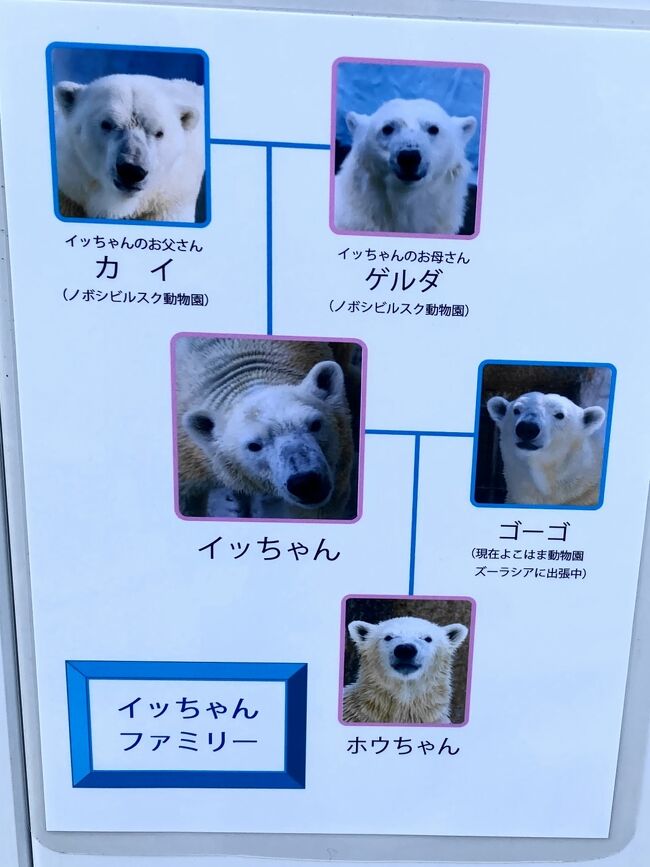 天王寺動物園 ホウちゃんグッズ(ホッキョクグマ)