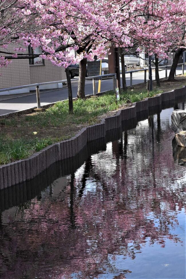 江川せせらぎ遊歩道2022～美しい彩りの河津桜とカルガモ赤ちゃん