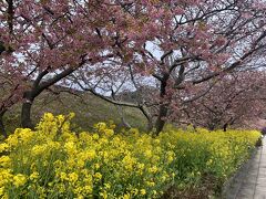 桜のピンク色と菜の花の黄色