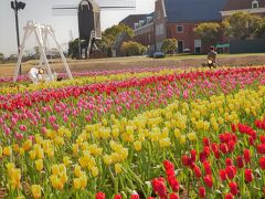 球根を冷凍したり加温したりすることで開花時期を調整し、日本で一番早いチューリップの開花となっているそうです。