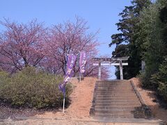 ぶっしょう河津桜