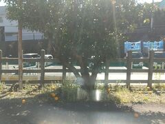 伊豆稲取駅、ホーム上に柑橘類がなっている。