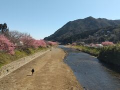 豊泉橋から南側の眺め、河津浜へ流れる。