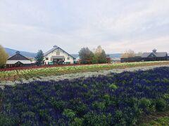 そこからは車で富良野を目指し走りました。
途中の走っていた山道が紅葉で綺麗でした。
富良野について向かったのが、富田ファーム。
ラベンダーの時期ではないため閑散としていましたが、色とりどりの花が咲いていて綺麗でした。