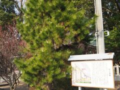 中津神社の横には松の木が植えられています。
ここには昔、松の御殿が有り中津藩のお姫様の舘だったそうです。
廻りは広い駐車場に成っていって中津城公園の入り口に成ります。
