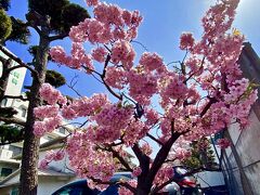 【桜、前線】

これは、ちょっと前にの「2022/3/27現在」の桜。