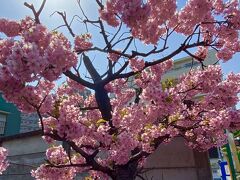 【桜、前線】

「本日の桜」...「Yokohama Hizakura」in Yokohama

