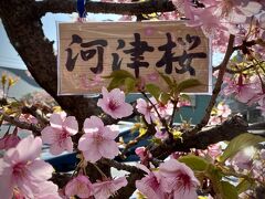 【桜、前線】

■ 1985年『横浜緋桜（ヨコハマヒザクラ）』の名称で農林水産省に観賞樹として品種登録された品種なんだとか。濃いピンクの大きな花がどっさり咲き、それはゴージャスな桜と言われているそぉ～