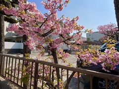 【桜、前線】

まだ、桜前線がようやく横浜にきた頃、早めに咲き誇っていた赤いやつ。