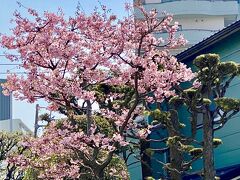 【桜、前線】

何十年ぶりに見る桜は、最高でした～！