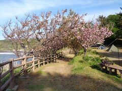 キャンプサイトの脇には枝垂れ桜もありました．