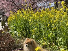 ウキウキ気味の飼い主と相反して、食いものではない花なんぞでは気分があがっていない我がわんこ。

この菜の花と河津桜がささみで出来てたらニコニコなんだろうけどね。