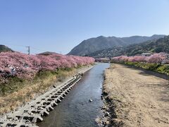 さてと、また河津桜の散策に戻りますか。

どこを見ても圧巻。