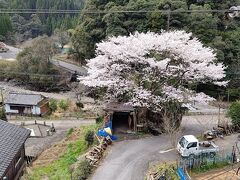 宗太郎駅跨線橋から眺めた駅前の風景です。
桜が満開でした。