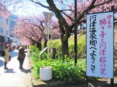 河津駅前の桜並木