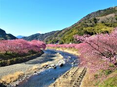 来宮橋からの河津桜の眺め