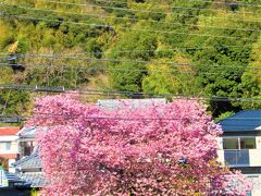 私と同じくらいの樹齢。
歳取ると生き急ぐのか開花も早めで丁度満開でした。