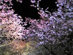 河津桜　ライトアップ