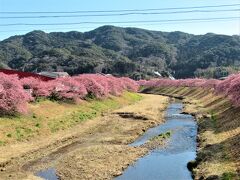 前原橋からのみなみの桜の眺め