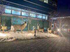 釧路空港。
暗くなってからの到着でしたが、小雪の舞う夜にぴったりのデコレーションでテンションあがりました。
10分ほどで到着し、チェックインです。

17：50着の便でしたので、18：30チェックインで予約しましたが、ちょっと早くお宿に到着。
さぶいです…

時系列にかかわらず、項目ごとまとめています。
山花温泉リフレ宿泊。ご紹介しまーす。