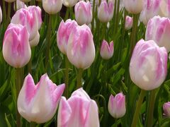 次に向かったのは「水生植物公園みずの森」。

一般890円の「琵琶湖博物館常設展示・草津市立水生植物公園みずの森　共通券」を購入して入園しました。

正面ゲートから入った所にあるコミュニティ広場にはチューリップが綺麗に咲いていました。
