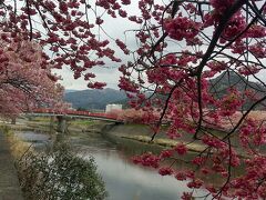 河津駅からすぐの川の桜並木。
３月１０日にもなると河津桜は盛りを過ぎてはいたが、まだまだ。
今年は寒さがきつい日が続いたので、例年より遅れているとか。