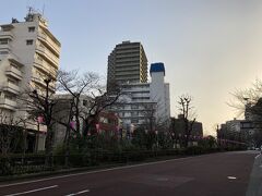 3月16日、播磨坂の桜並木の様子を下見。