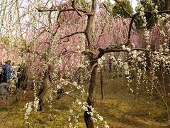 　城南宮の枝垂れ梅は例年２月中旬に先始め、３月初めが見頃。