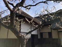 武家屋敷には、梅など小ぶりな花木が植えられている。
河原家住宅の梅