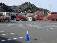 で、やってきました伊豆パノラマパーク山麓駅。
駐車場のコーンがかわいい！
そして梅と河津桜もちょうど見頃！

…ご覧の通り駐車場ガラガラです。
それもそのはず、９時openのところ１０分前に到着し
ロープウェイは２番目でした。これは期待大。